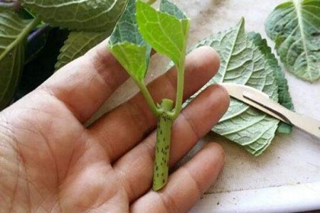 绣球花水培扦插方法