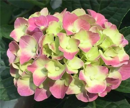 绣球花怎么调色可以浇醋吗