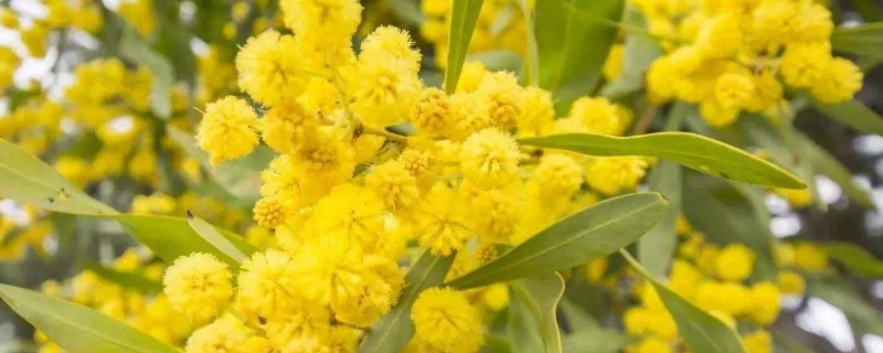 金合欢的养殖方法和注意事项(金合欢的功效与作用)