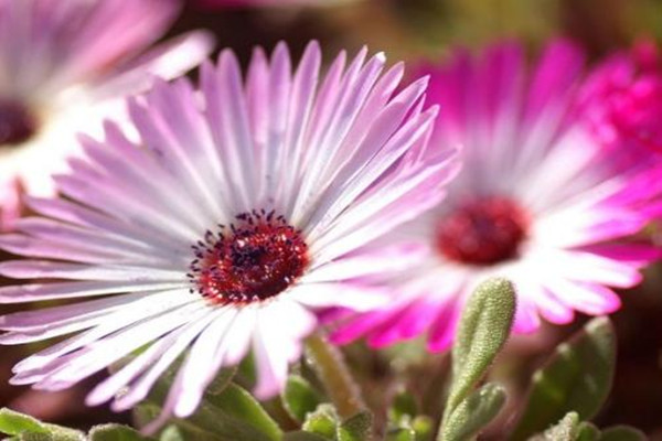 龙须海棠有毒吗(龙须海棠花)