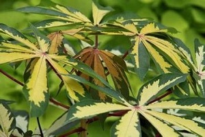 花叶木薯的繁殖方法视频
