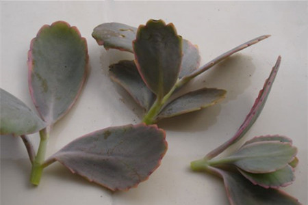 玉吊钟怎么修剪好看