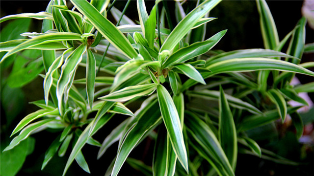 金边吊兰叶子发黄怎么办黄叶枯萎的原因及补救办法(金边吊兰叶子变黄是什么原因)