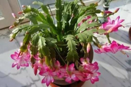 蟹爪兰的养殖方法和注意事项有哪些呢