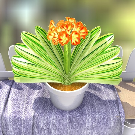 年宵花都有什么品种?