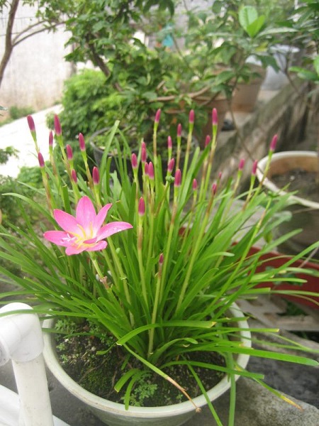 风雨兰不开花的原因及解决方法