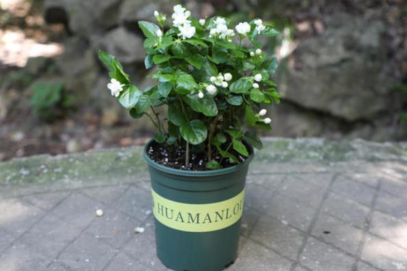 茉莉花什么时侯种植