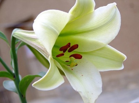 怎样延长百合插花的保存时间