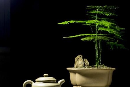 文竹的繁殖方法视频