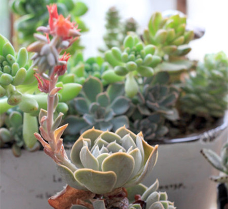 鲁氏石莲开花图片