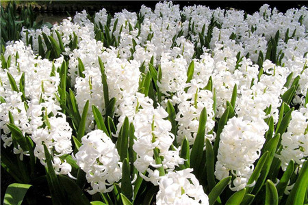 红色的风信子花语