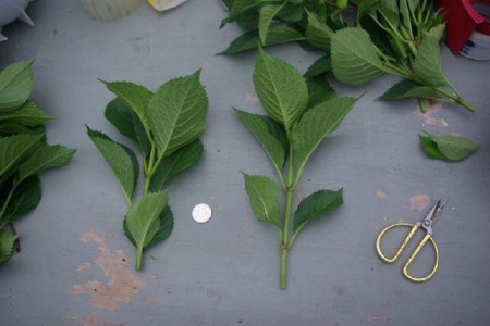 绣球花水培扦插方法