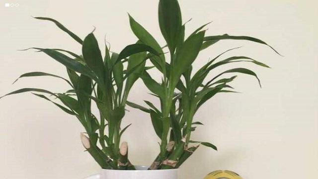 水养富贵竹用什么肥在生根之后要用一些复合肥(水养富贵竹施肥)