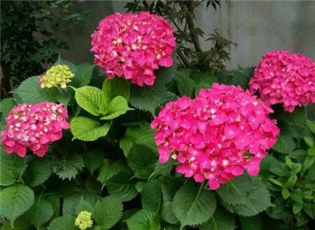 绣球花怎么调色可以浇醋吗