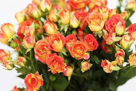 多头玫瑰怎么养图解