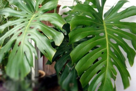 龟背竹的养殖方法和注意事项 盆栽