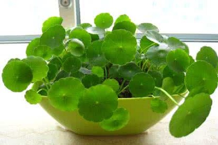 铜钱草和金钱草一样吗