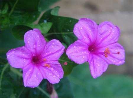 富贵竹叶子发黄怎么处理怎么补救