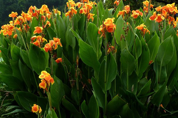 美人蕉盆栽怎么矮化(美人蕉盆栽怎么养)