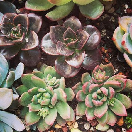 巧克力方砖怎么养才能爆盆