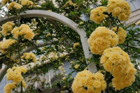 黄木香几年以上能开花