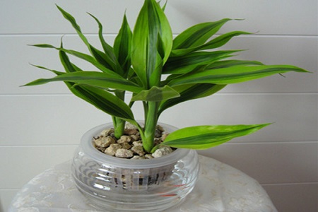 水养富贵竹施肥