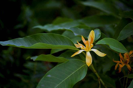 黄兰是什么味道