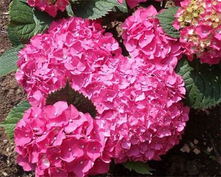 绣球花怎么调色可以浇醋吗