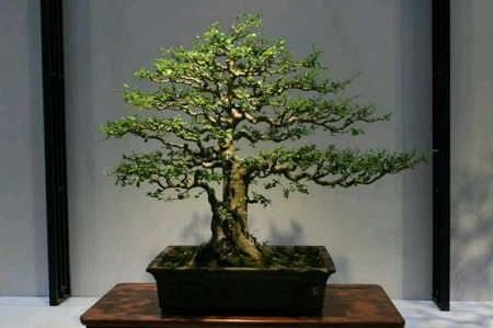 九里香黄叶掉叶子是什么原因