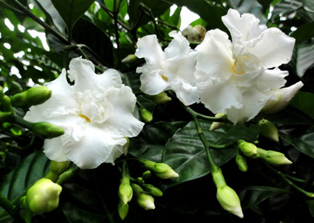 狗牙花开花香吗