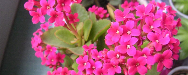 长寿花扦插(长寿花扦插方法和注意事项)