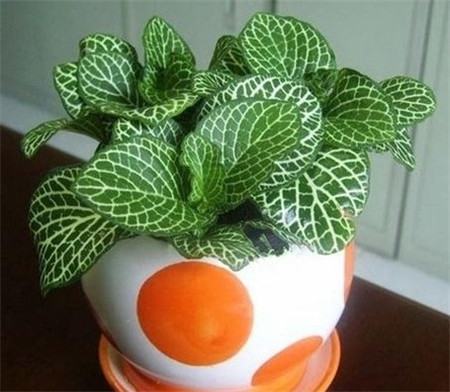 网纹草的叶子可以喷水吗