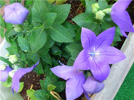 春天路边常见的野花