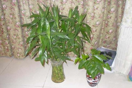 水养富贵竹施肥