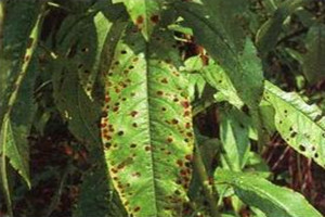 盆栽桃花的养护方法有哪些