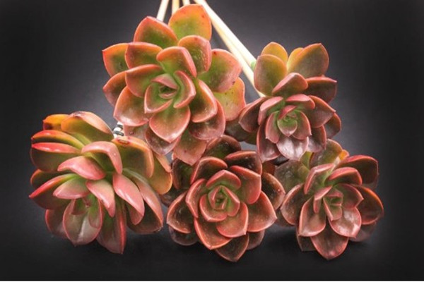 巧克力方砖怎么养(巧克力方砖怎么养才能爆盆)