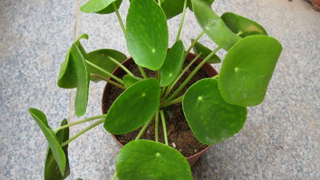 镜面草的主要价值(镜面草学名)