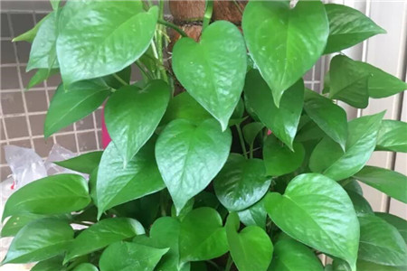 绿萝不停长长怎么办