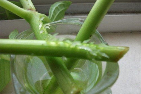 绣球花水培扦插方法