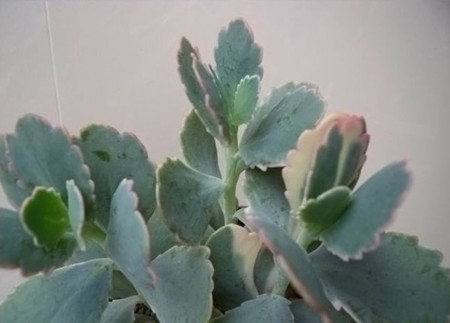 玉吊钟怎么修剪好看