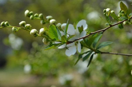 白鹃梅什么时候开花
