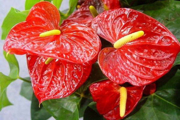 寓意吉祥的年宵花推荐(年宵花都有什么品种?)