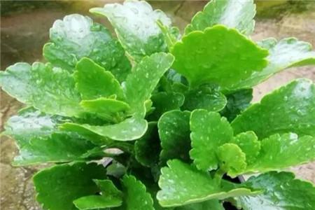 长寿花能往叶上喷水吗