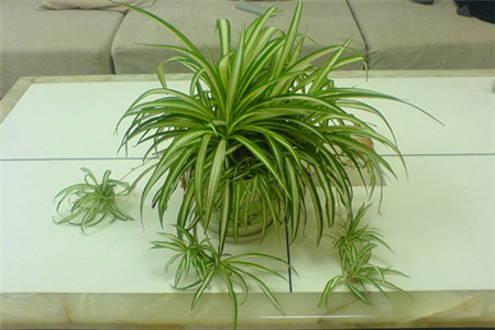 金边吊兰叶子变黄是什么原因