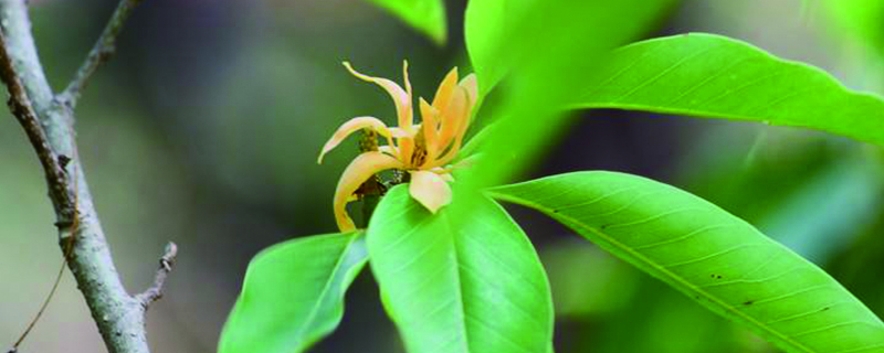 黄兰有毒吗(黄兰是什么味道)