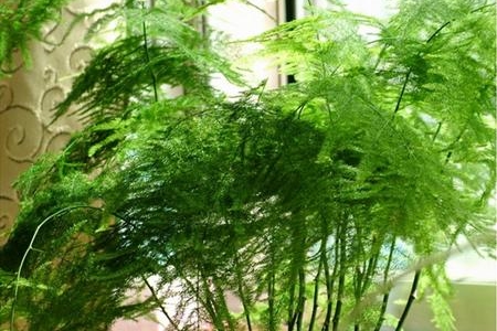 文竹的繁殖方法视频