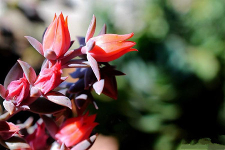 鲁氏石莲开花图片