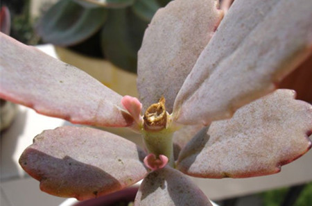 玉吊钟怎么修剪好看