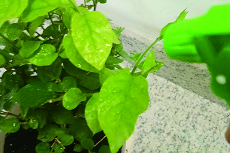 茉莉冬天能养吗