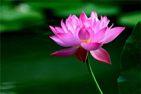 荷花是什么季节开的花开的样子